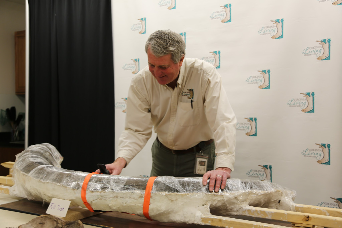 VLM Mastodon tusk