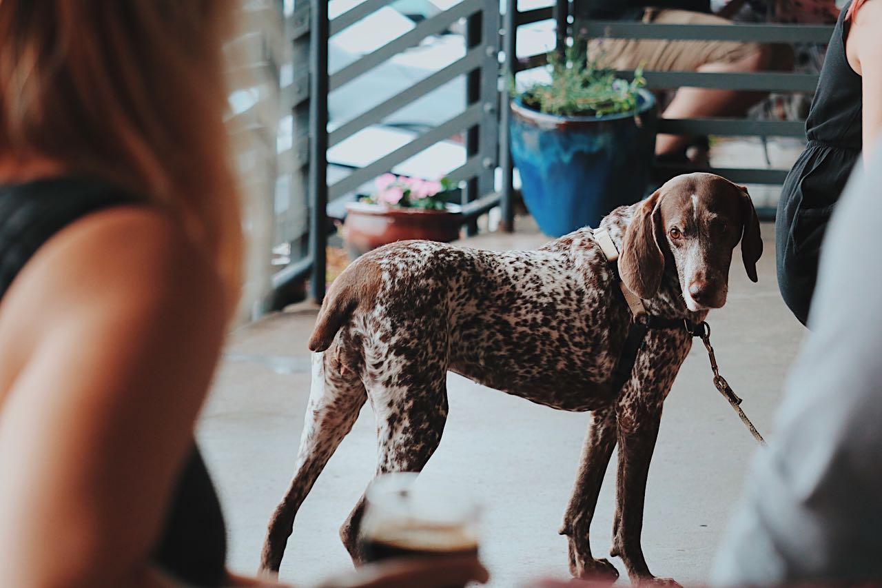 O'Connor Brewing Waggin' Wednesdays