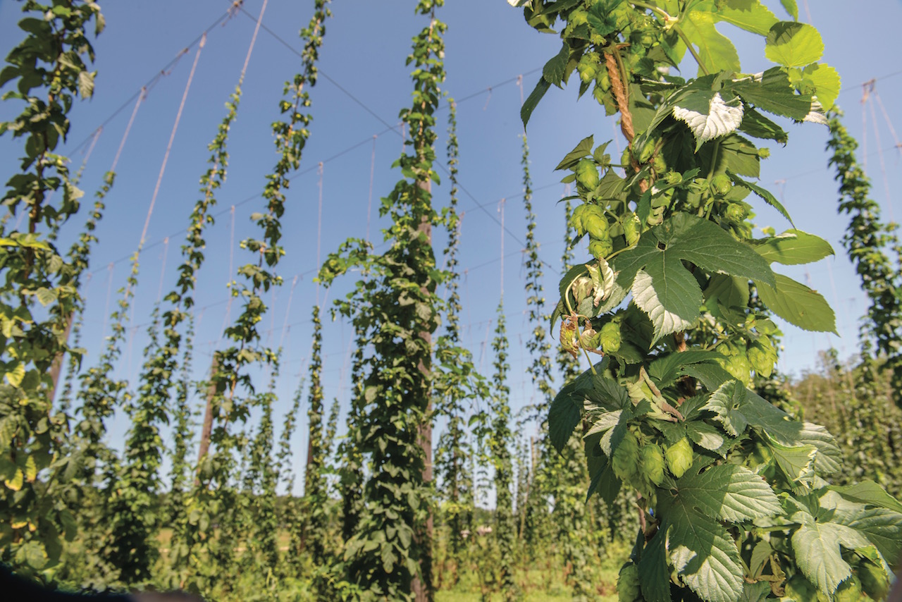 Hops Farming