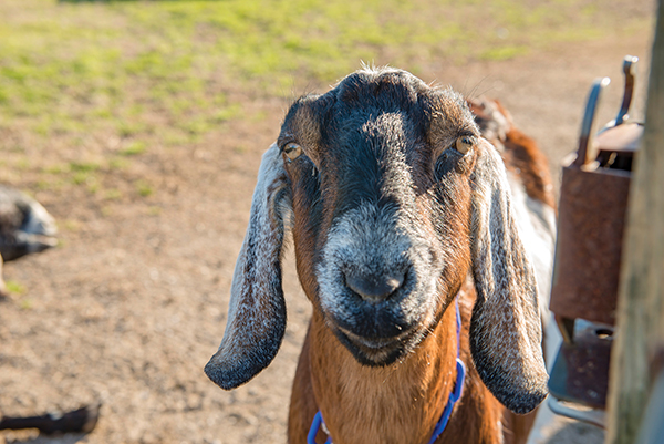goat