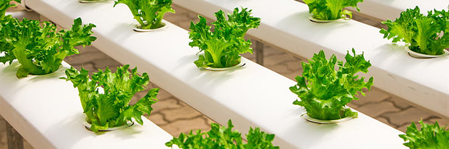 hydroponic farm