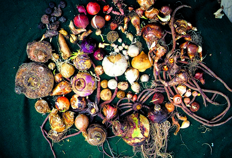 created in CoVa-brent and becky's bulbs