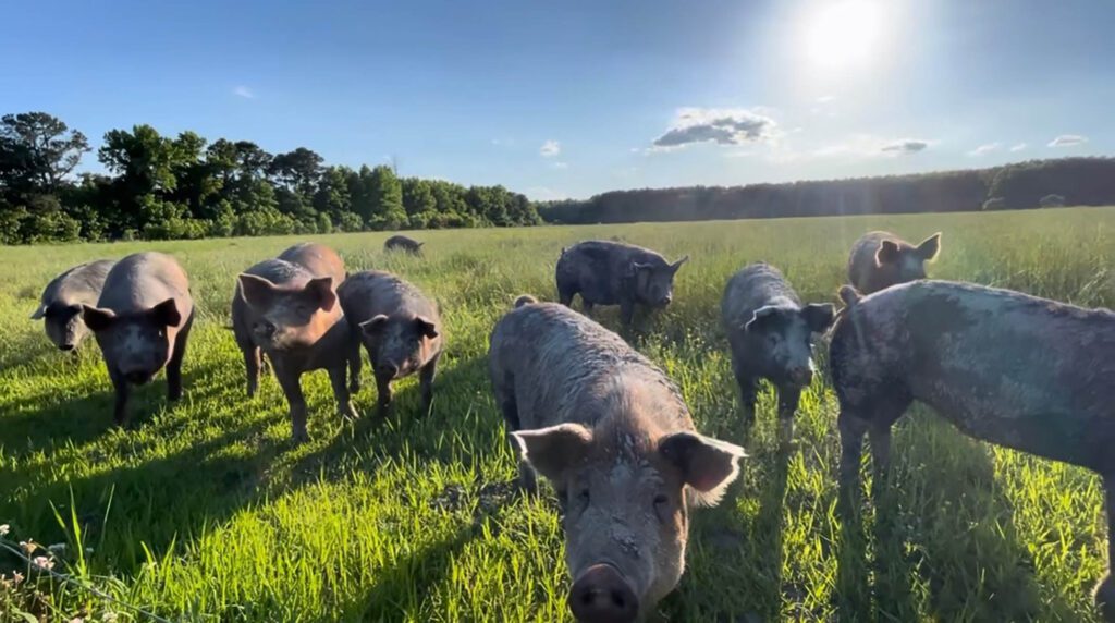 pigs in field