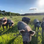 pigs in field